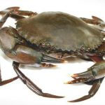 mud-crab-1